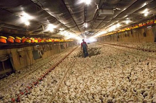 Nhiều nước cấm nhập gà Mỹ vì sợ cúm gia cầm