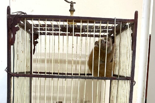 Phát hiện cá thể culi vô chủ