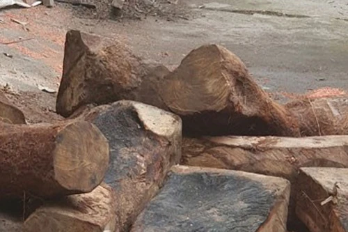 Truy tìm chủ nhân bỏ lại xe gỗ quý 