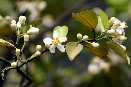 Ngơ ngác mùa hoa bưởi tháng Ba