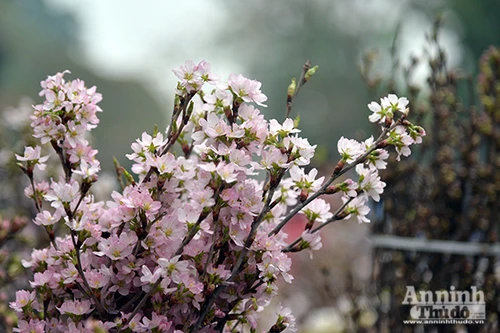 Tận mắt ngắm hoa anh đào Nhật Bản tuyệt đẹp bên hồ Gươm