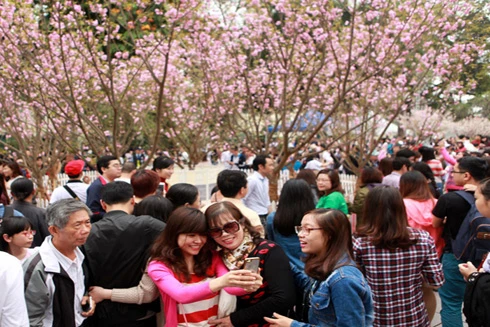 Xong triển lãm, 50 cây anh đào sẽ được trồng ở đâu?