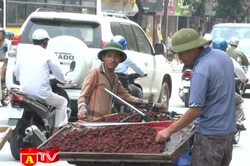 Cơn sốt thanh mai tại Hà Nội