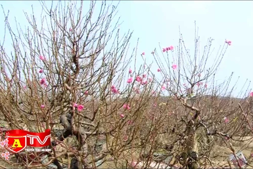 "Đào tiến vua" - Thú chơi độc đáo ngày Tết