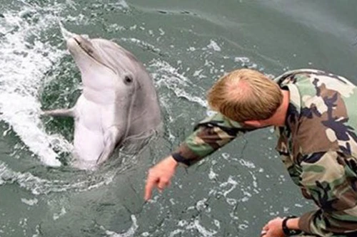 Lực lượng cá heo chiến đấu của Nga lần đầu diễn tập tại Crimea