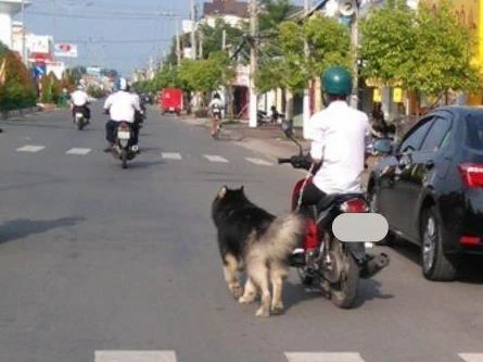 Lưu ý: Chở, dắt chó chạy theo xe máy có thể bị phạt tới 14 triệu đồng