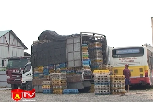 Ngăn chặn gà Trung Quốc nhập lậu - Bài toán chưa có lời giải