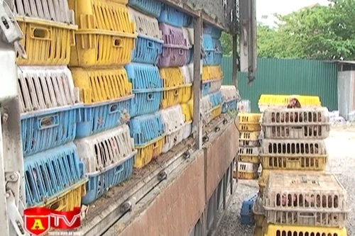 Phát hiện 100% mẫu gà thải tồn dư kháng sinh quá hạn