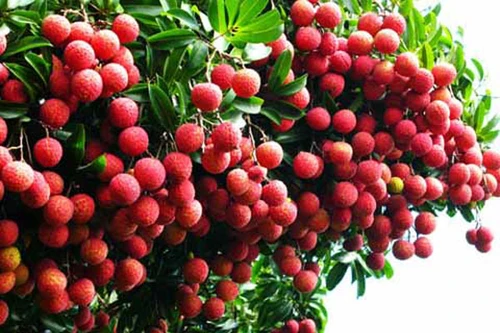 Vải thiều Bắc Giang chỉ 8.000 đồng/kg