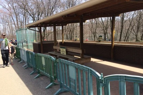 Hãi hùng cảnh mẹ làm rơi con vào chuồng nuôi báo 