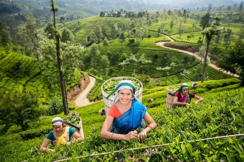 [ẢNH] Sri Lanka: Khám phá vẻ đẹp "quốc đảo ngọc xanh" khi không phải chịu nạn khủng bố, đánh bom