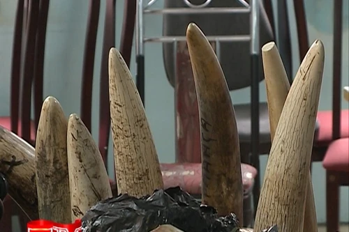 Phát hiện vụ vận chuyển gần 200kg ngà voi tại sân bay Nội Bài