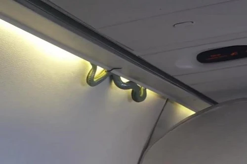 Hành khách hoảng loạn vì rắn độc xuất hiện trên máy bay