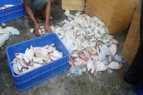 Phát hiện quán cơm trữ 850kg cá thối chế biến món ăn