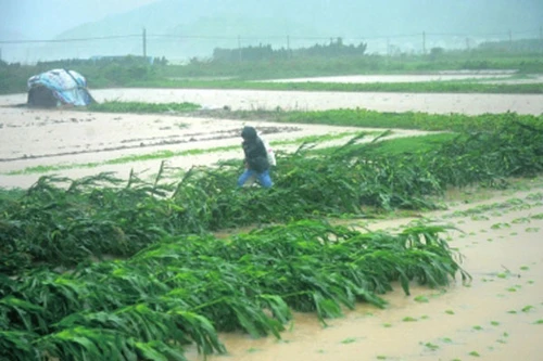 Siêu bão đổ bộ Trung Quốc gây thiệt hại hơn 5 tỷ NDT