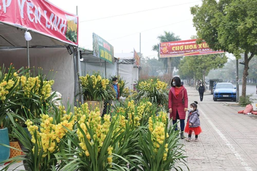 Sắc xuân ngập tràn trên đường phố Hà Nội