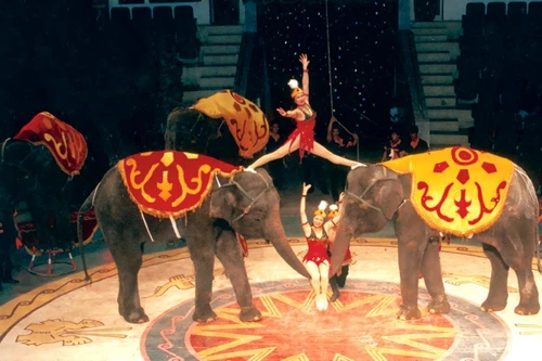 Chuyện chưa kể về những gánh xiếc tư ở Hà Nội (1): Lưu diễn