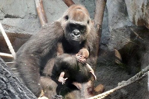 Khỉ đột mẹ điên cuồng đánh thức, vì không biết khỉ con đã chết