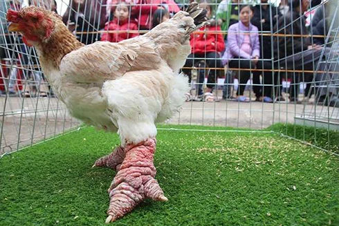 Độc đáo thú chơi Gà Đông Tảo mới: Chân gà ngâm rượu