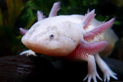 [Ảnh] Kỳ thú những loài động vật lạ nhất hành tinh