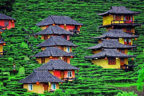 [ẢNH] Hút mắt những đồi chè xanh, đẹp như bích họa