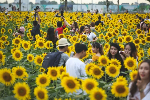 [ẢNH] Mọi miền đất nước bước vào mùa hoa tháng 3 đẹp mê hồn