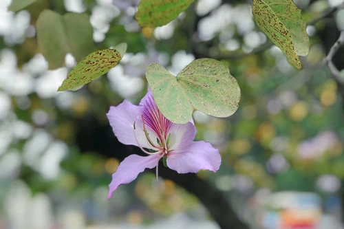 Những bài thuốc quý chữa bệnh được làm từ hoa ban