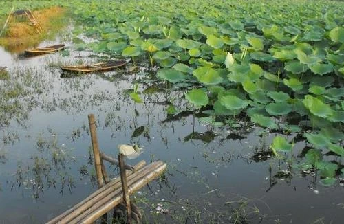 Đi bộ và… nghĩ