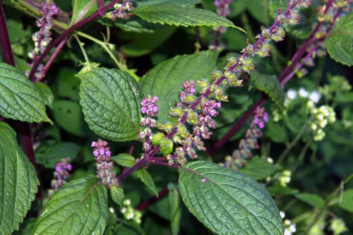 Những công dụng tuyệt vời của tía tô