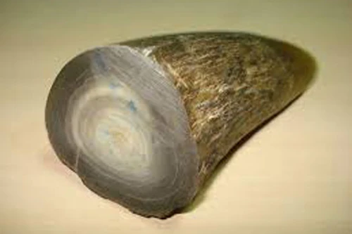 Hiểm họa khi xem sừng tê giác là thuốc tiên chữa bách bệnh