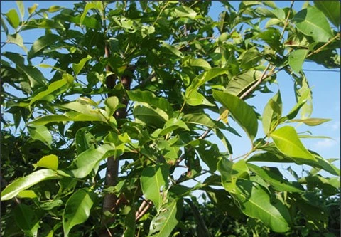 Lá vối giúp ăn ngon, chống gout