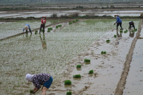 Những người đi cấy khai xuân