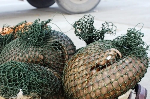 Phát hiện xe tải chở 7 cá thể tê tê còn sống