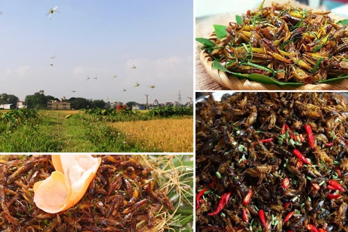 Đặc sản đầy ngoài đồng, có tiền chưa chắc đã mua được