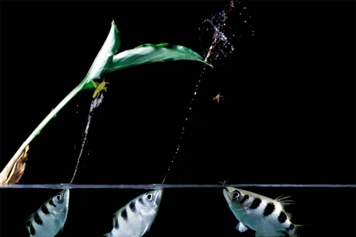 Loài cá có khả năng dùng miệng bắn nước hạ gục con mồi trên không