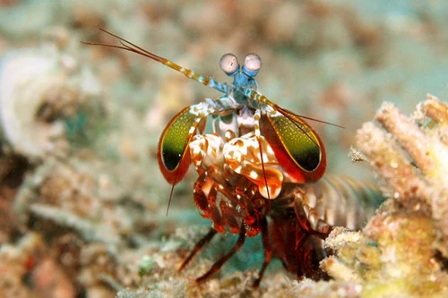 Loài sinh vật cực đẹp, có cú đấm mạnh như đạn bắn