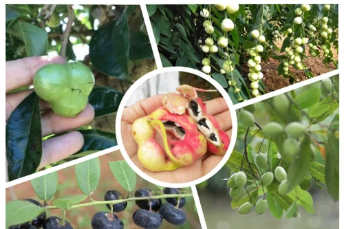 Những trái cây tuổi thơ, giờ ít gặp, ít người được ăn 