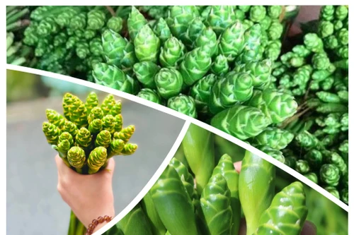 Loại cây, xưa dùng cho gia súc ăn, nay thành đặc sản mỗi năm chỉ có một mùa 