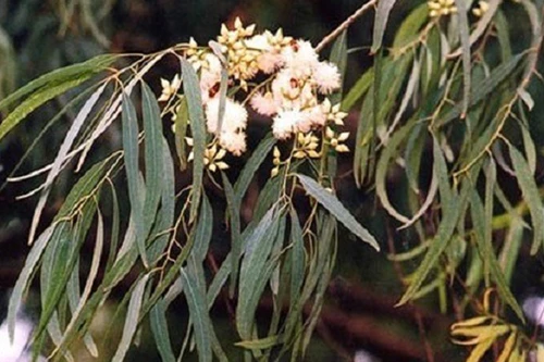 Loài cây có khả năng "mọc" ra vàng thật 