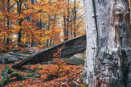 Loại cây được mệnh danh là "vua các loài gỗ" siêu cứng, thay thế được thép 