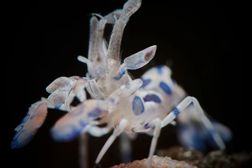 Loài tôm cực đẹp lại là "sát thủ" có thể tiêu diệt con mồi rất lớn