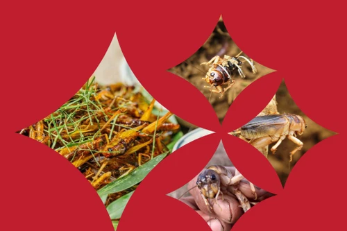 Côn trùng thân thiện với môi trường nhưng vẫn bị thực khách săn lùng