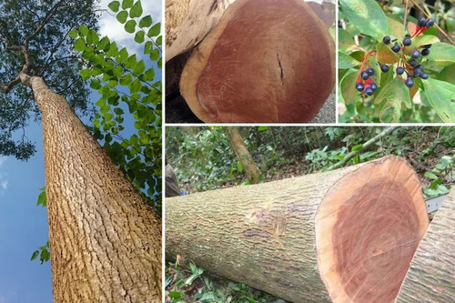 Loại gỗ Việt Nam giá cả tỷ đồng được quý như báu vật rừng xanh