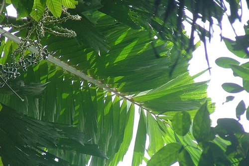 Loài cây duy nhất trên thế giới có thể tự di chuyển