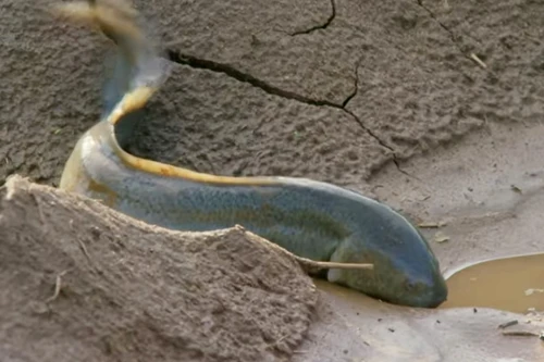 Loài cá kỳ dị sống không cần nước, không cần ăn trong 5 năm