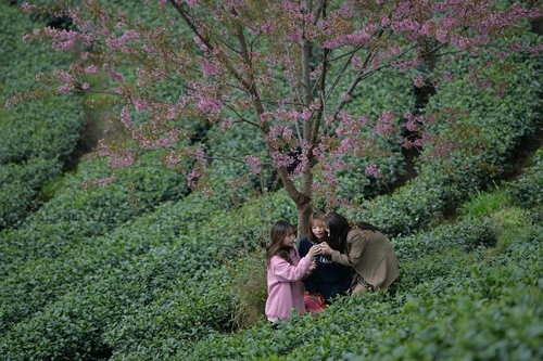 Rực rỡ sắc hồng hoa mai anh đào trên những đồi chè Ô Long ở Sa Pa