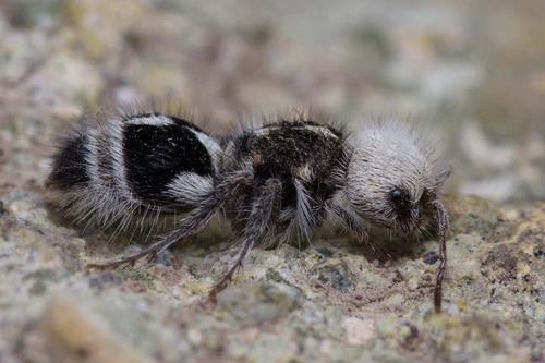 Một số loài sinh vật kỳ dị nhất thế giới