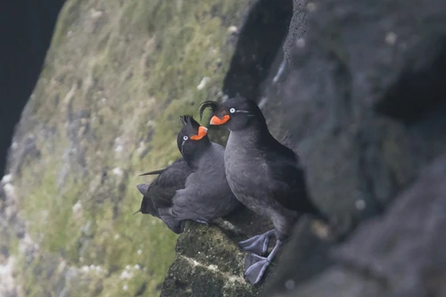 Độc đáo loài chim biết tỏa ra mùi thơm quyến rũ