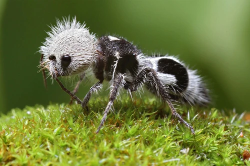 Loài “kiến gấu trúc” được mệnh danh là sát thủ ký sinh