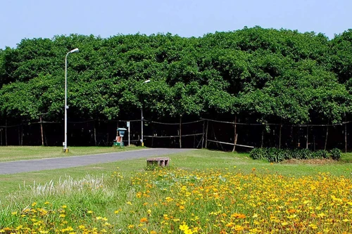 Cây đa khổng lồ, tán lá rộng như một khu rừng với diện tích hơn 14.000m2